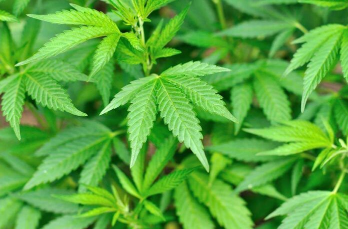 Close-up of vibrant green cannabis leaves