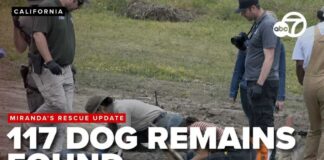 117 dog remains found at Miranda’s Rescue; many had gunshot wounds