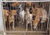 Group of dogs crowded behind a metal gate in a muddy kennel