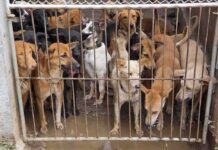 Breeder-to-Lab Pipeline Faces Sudden Blockade Group of dogs crowded behind a metal gate in a muddy kennel