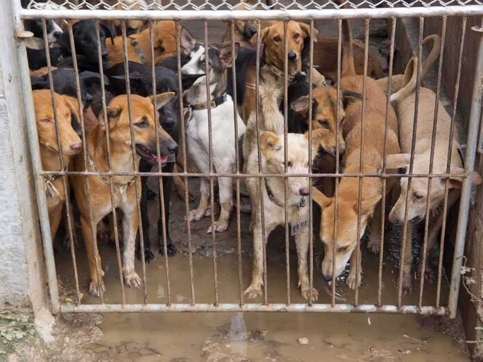 shutterstock_83099938 Group of dogs crowded behind a metal gate in a muddy kennel